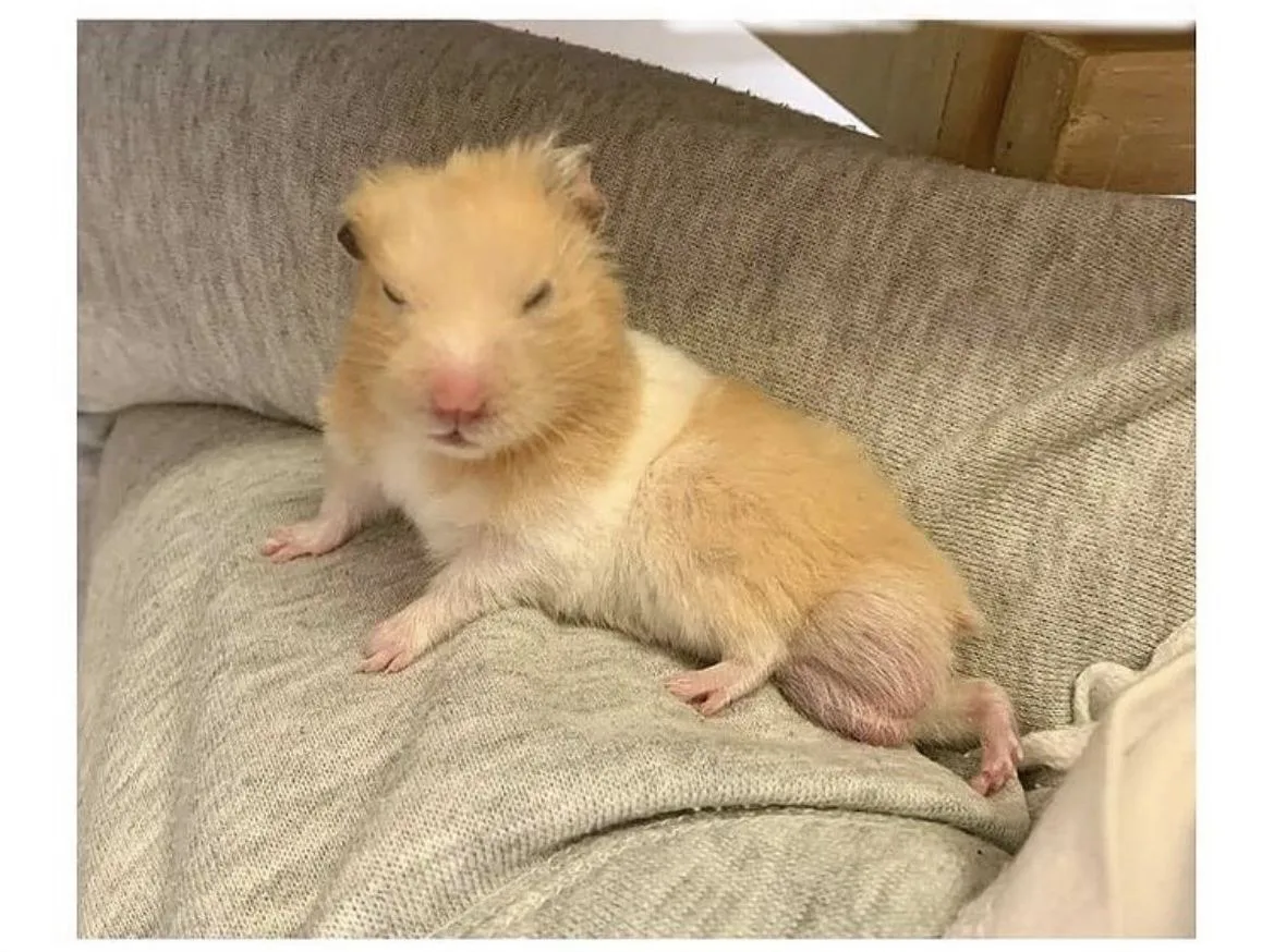 sad hamster meme