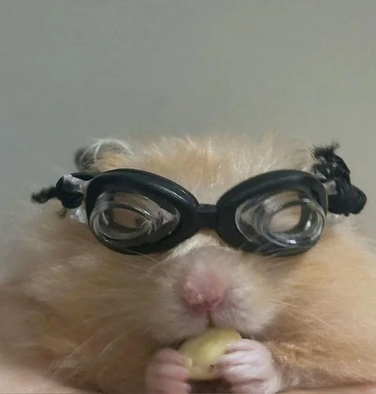 hamster meme cute