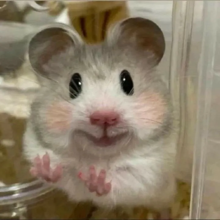 hamster meme cute