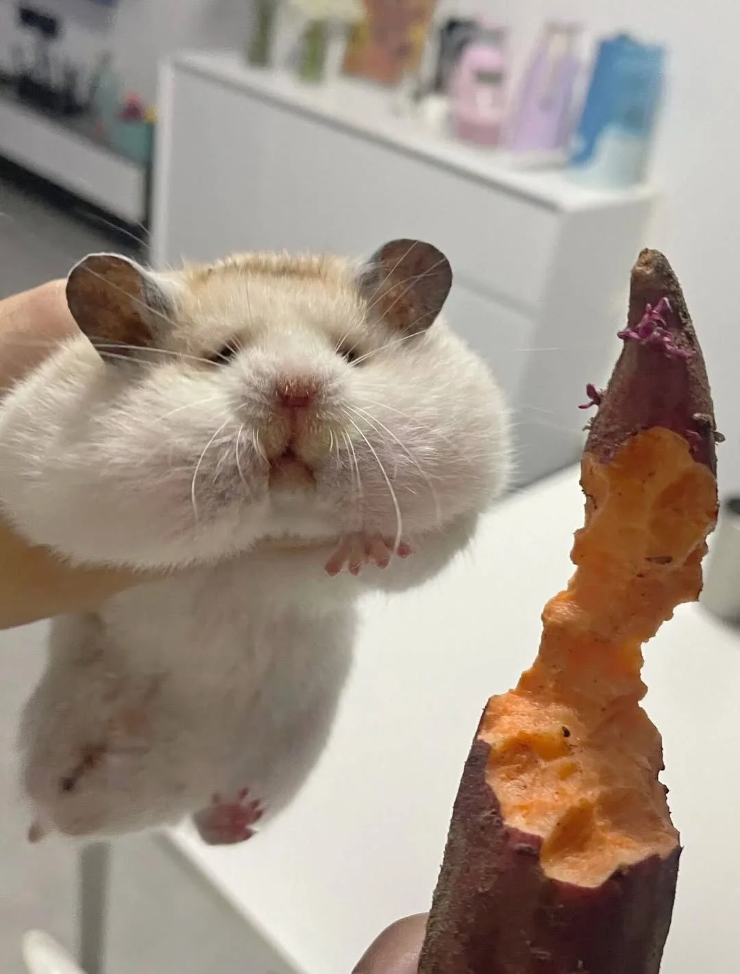 ảnh hamster meme