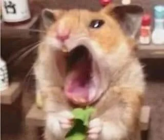 hamster meme vô tri