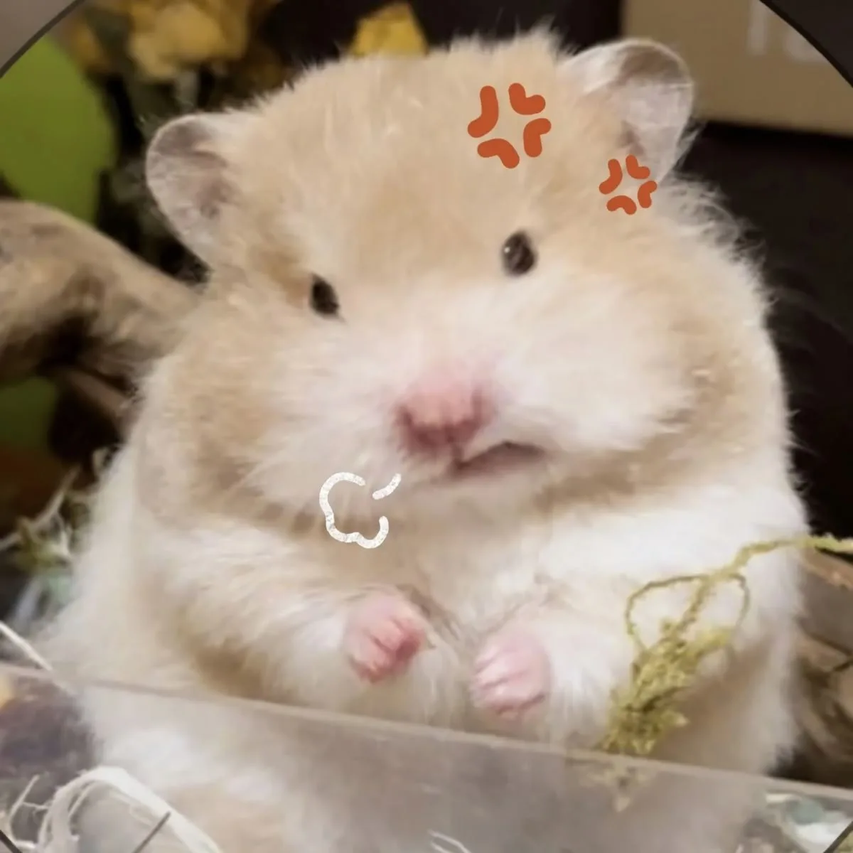 hamster meme vô tri