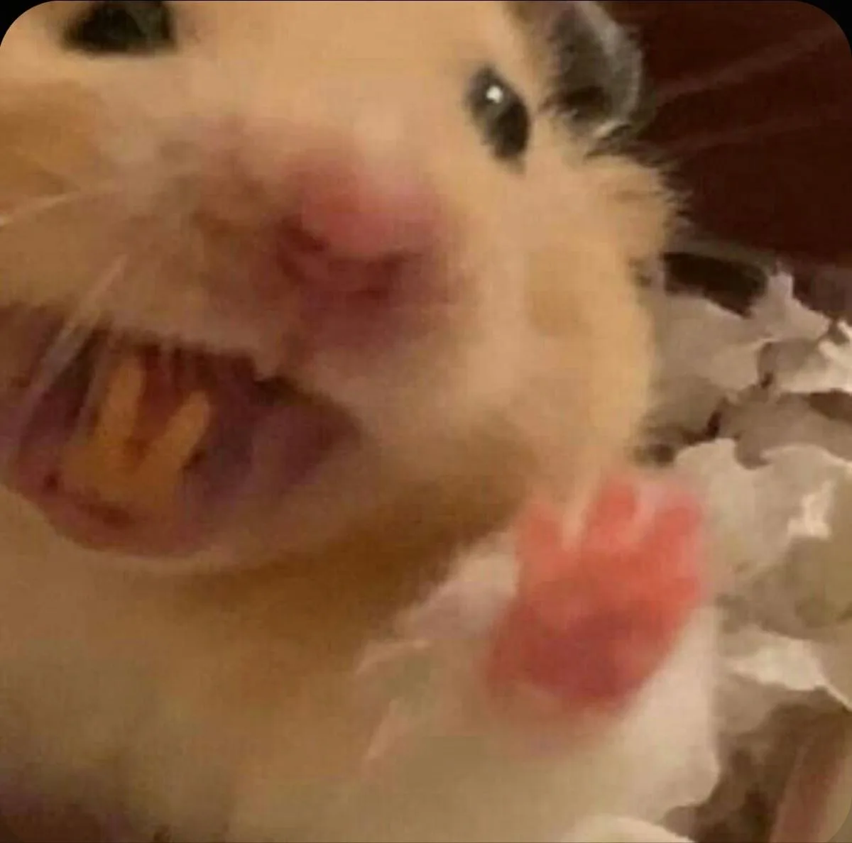 hamster meme vô tri