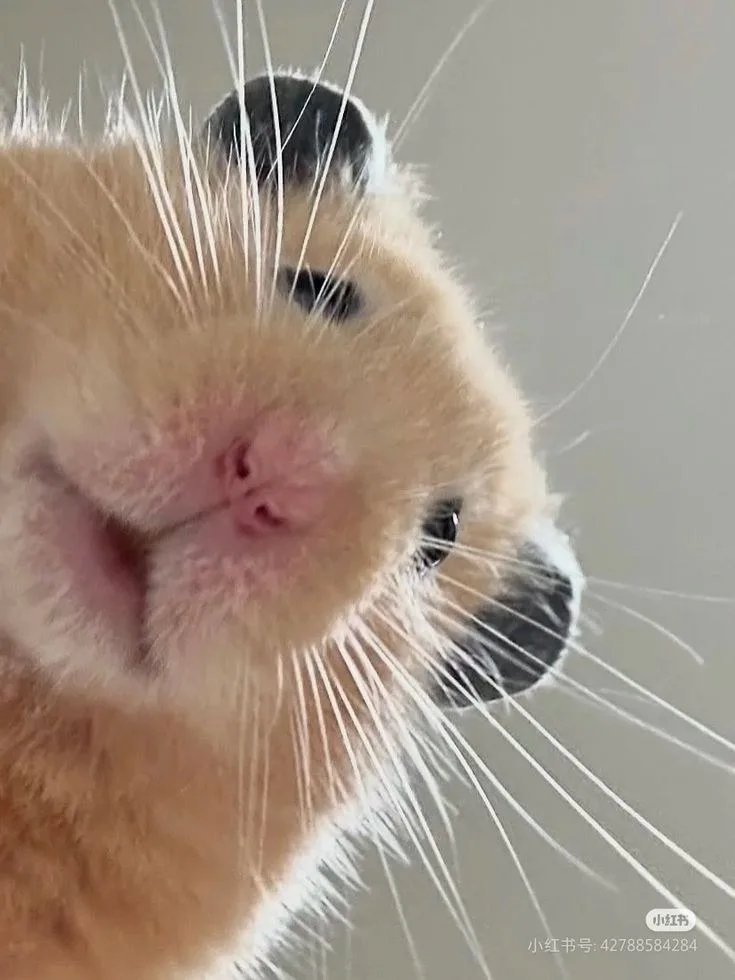 hamster meme vô tri