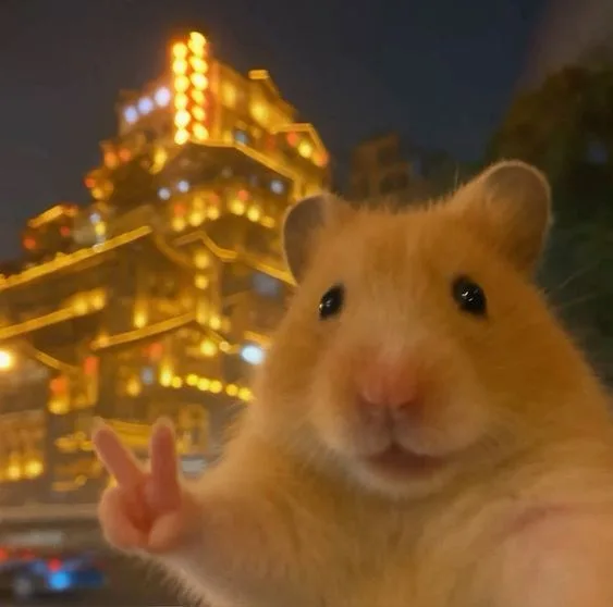 meme chuột hamster