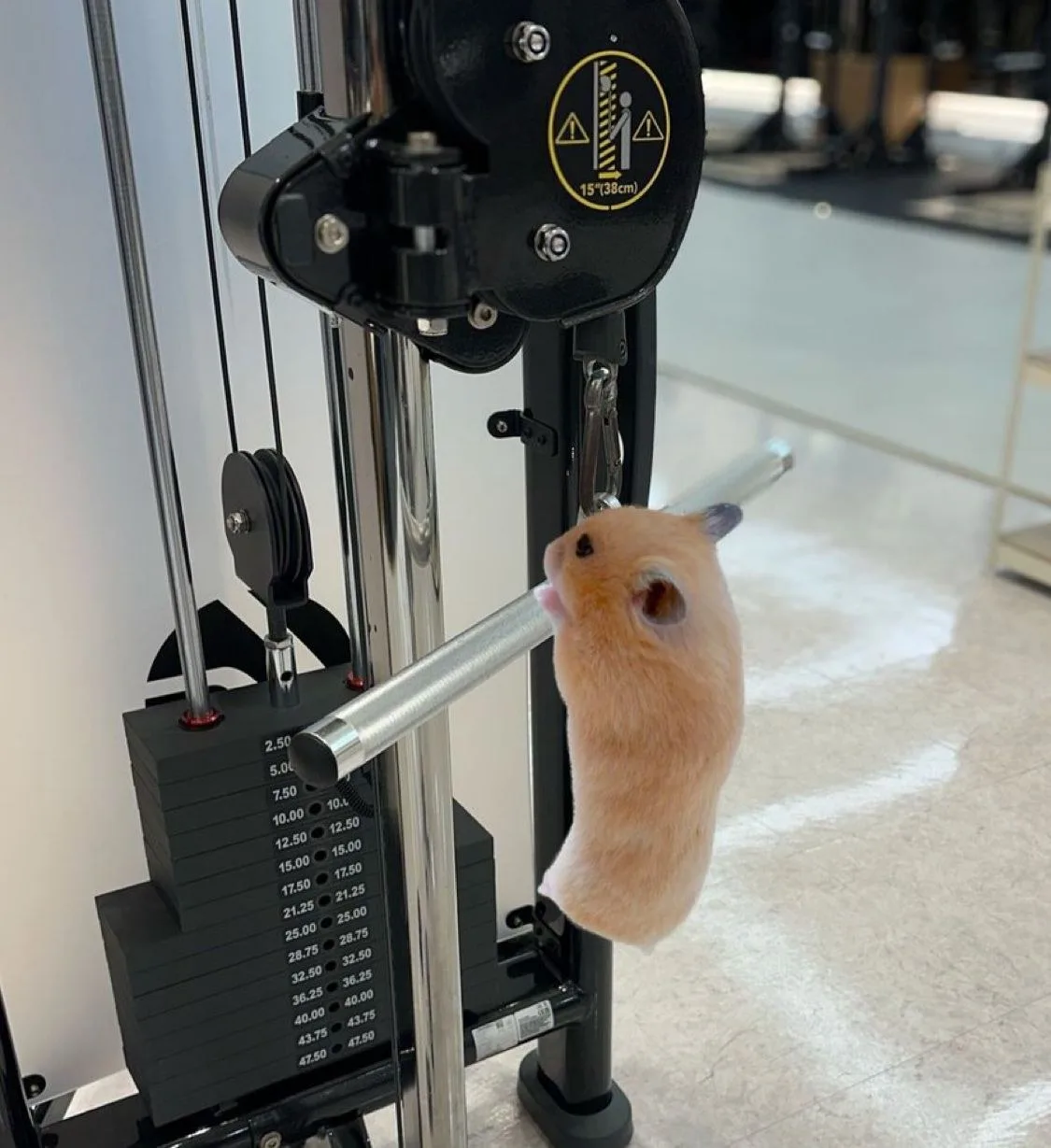 meme chuột hamster
