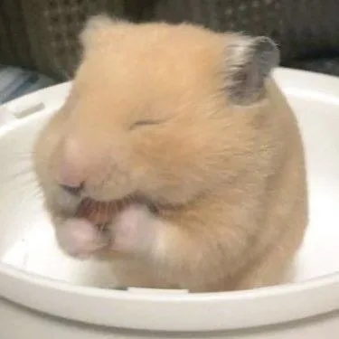 hamster meme cute