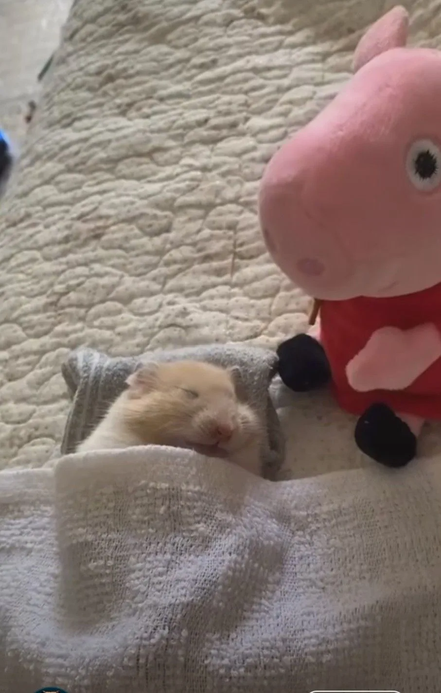 hamster meme cute