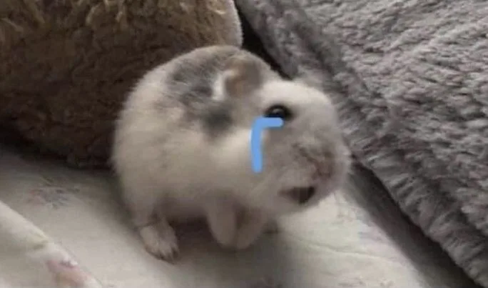 sad hamster meme
