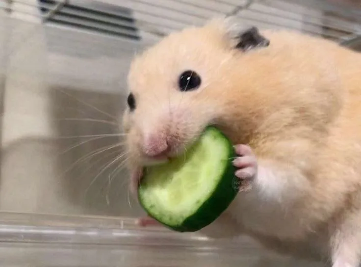 ảnh hamster meme