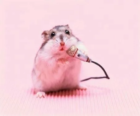 meme chuột hamster
