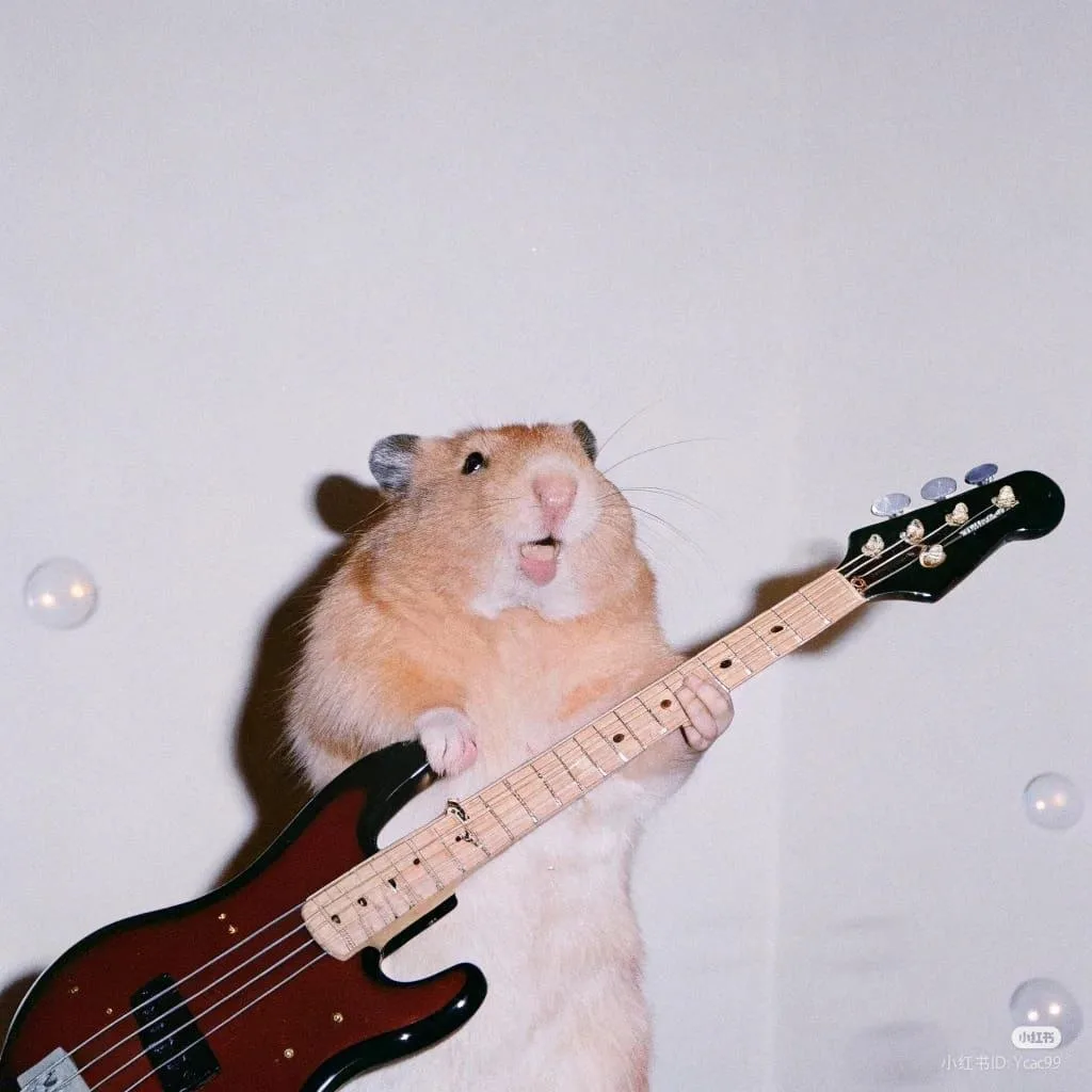 meme chuột hamster