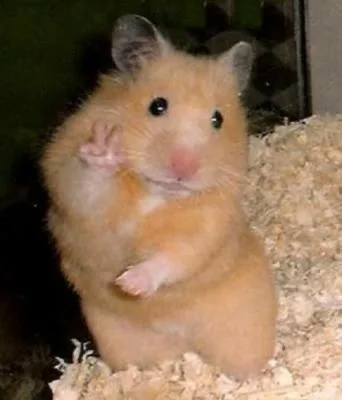 hamster meme cute