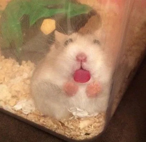hamster meme vô tri