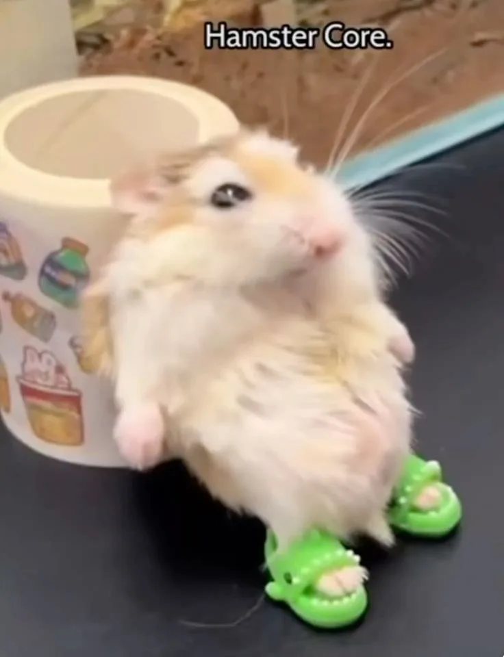 hamster meme cute