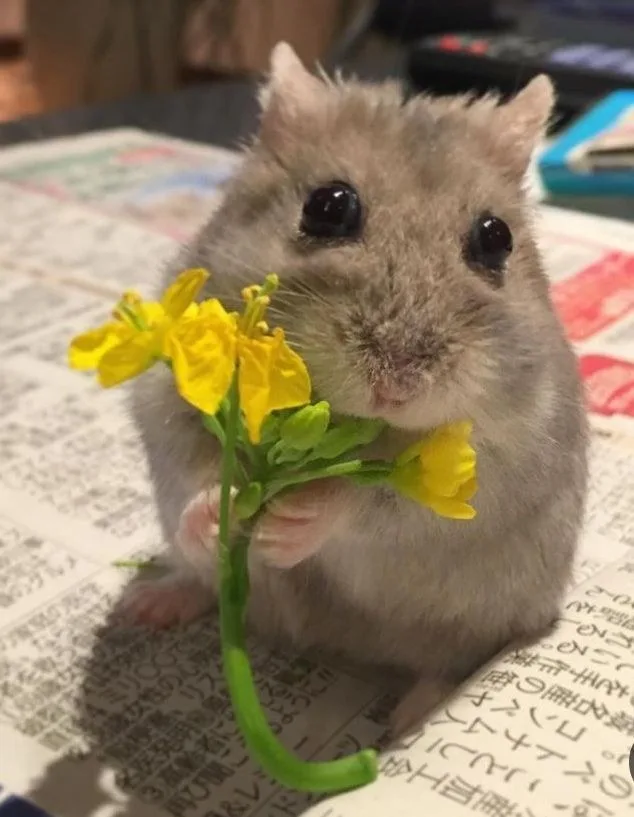 hamster meme cute