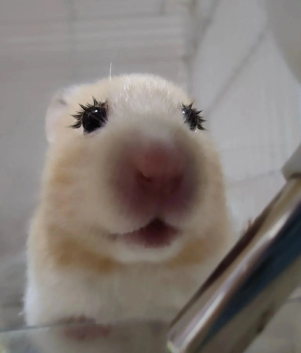 hamster meme vô tri