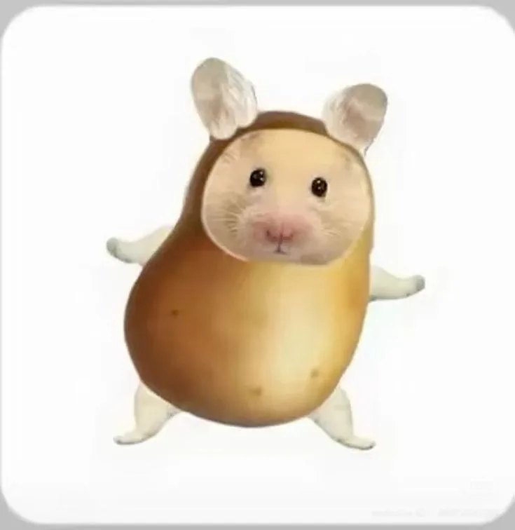 hamster meme cute
