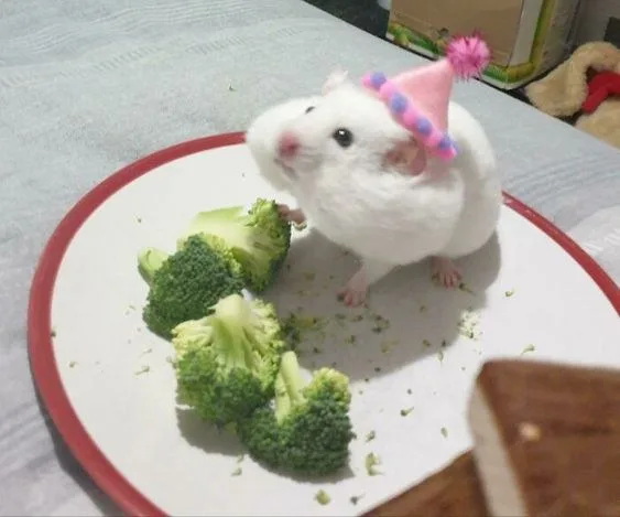 ảnh hamster meme