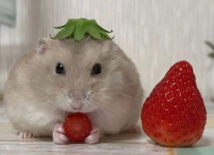ảnh hamster meme