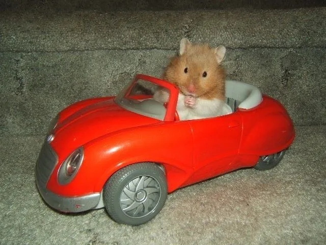 meme chuột hamster