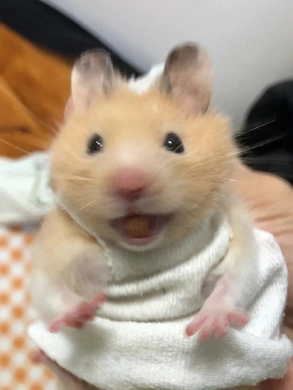 hamster meme cute