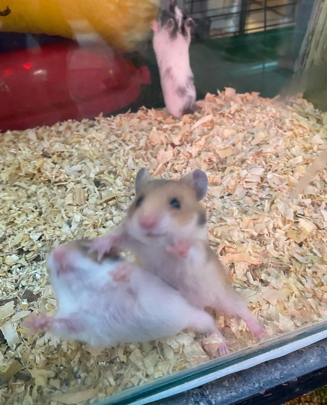 meme chuột hamster