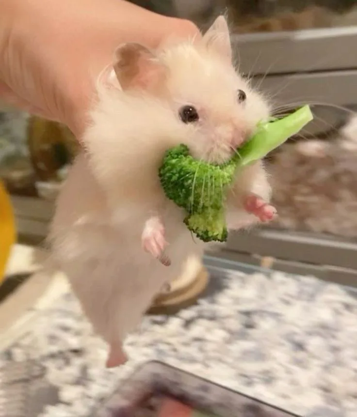 ảnh hamster meme