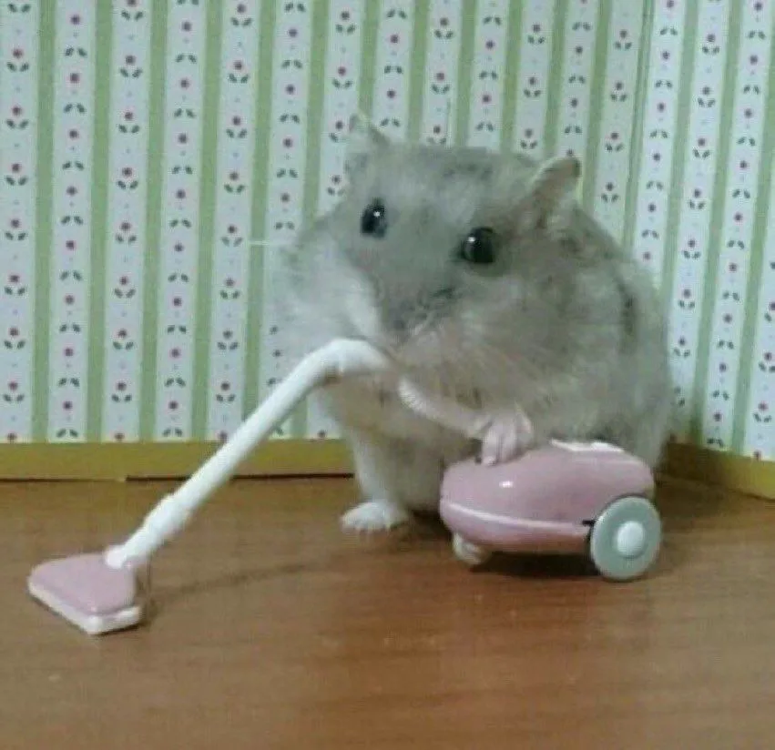 meme chuột hamster