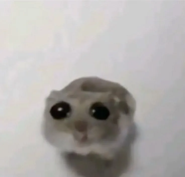sad hamster meme