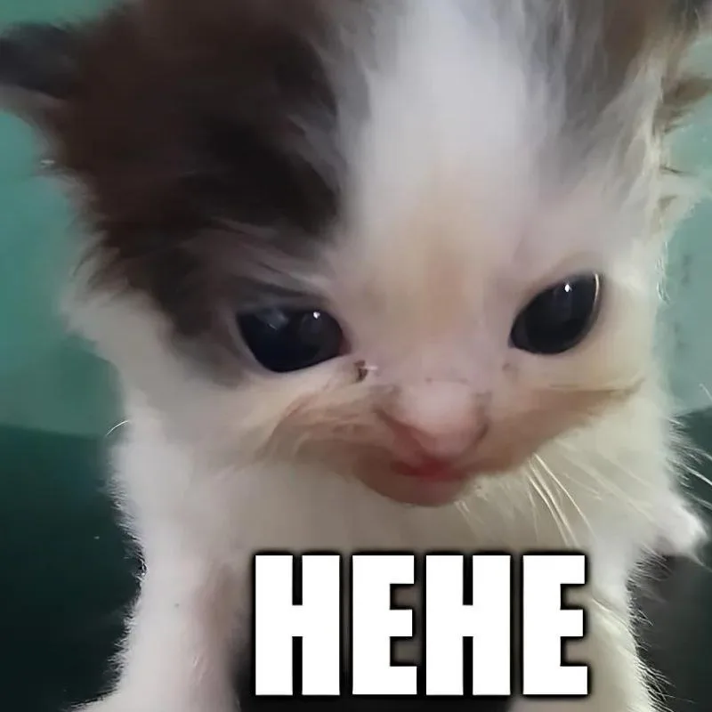 hehe meme