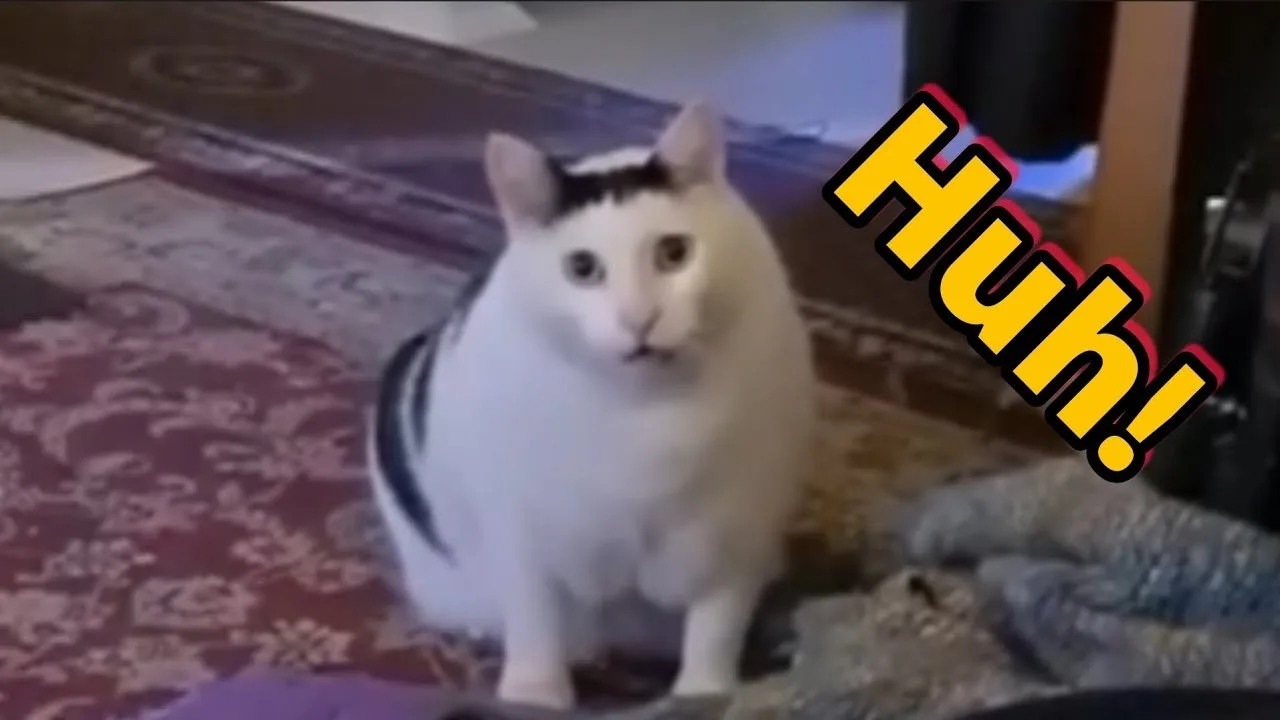 huh cat meme