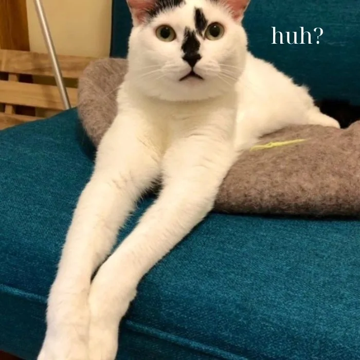 huh meme