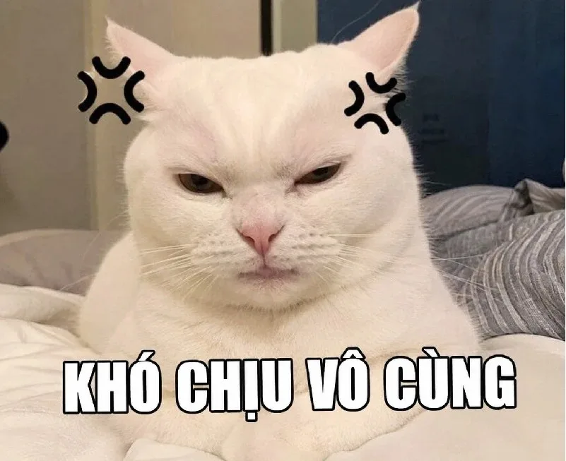 khó chịu vô cùng meme