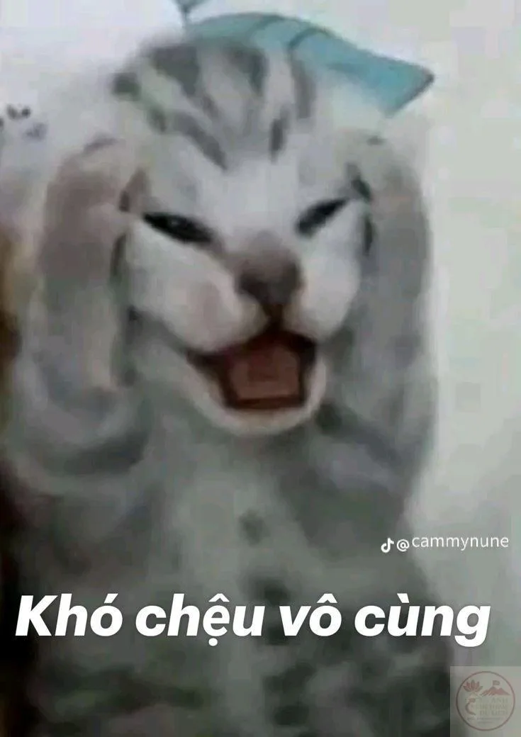 khó chịu vô cùng meme