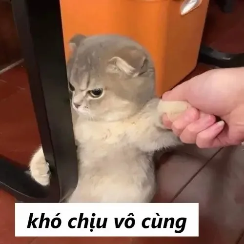 khó chịu vô cùng meme