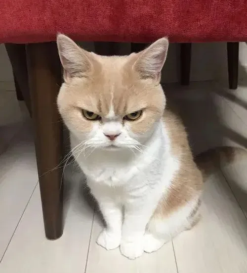 khó chịu vô cùng meme