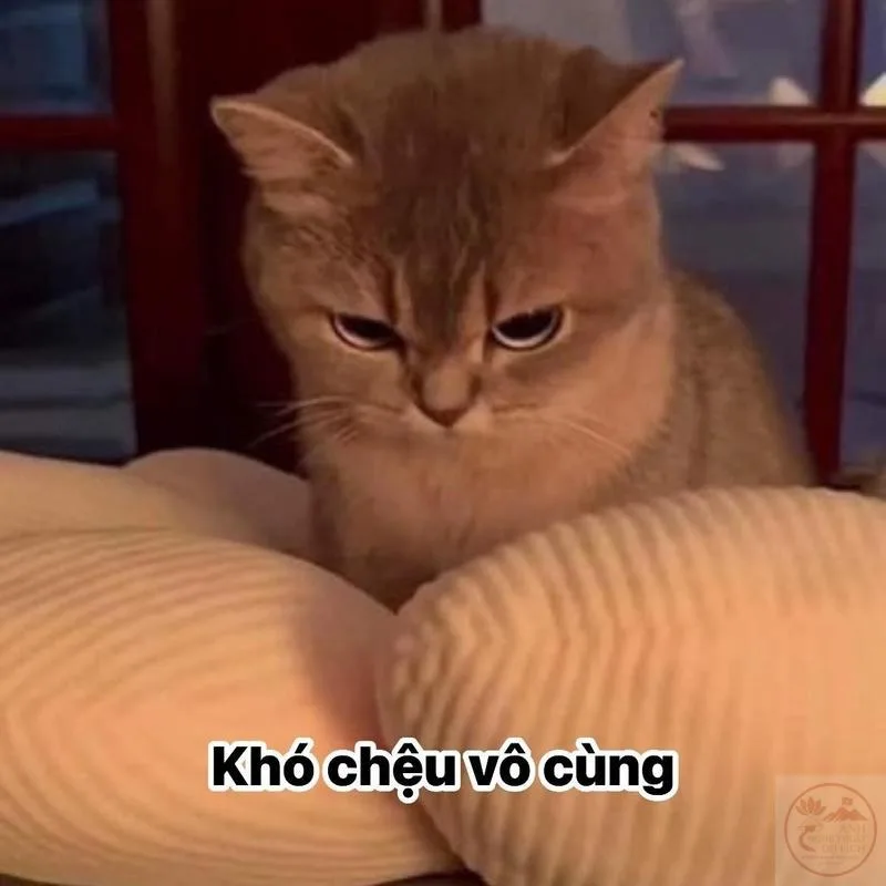 khó chịu vô cùng meme