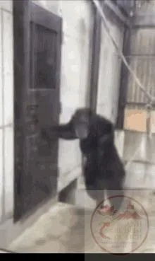 let me in meme