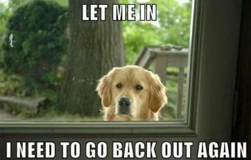 let me in meme