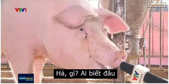 meme heo