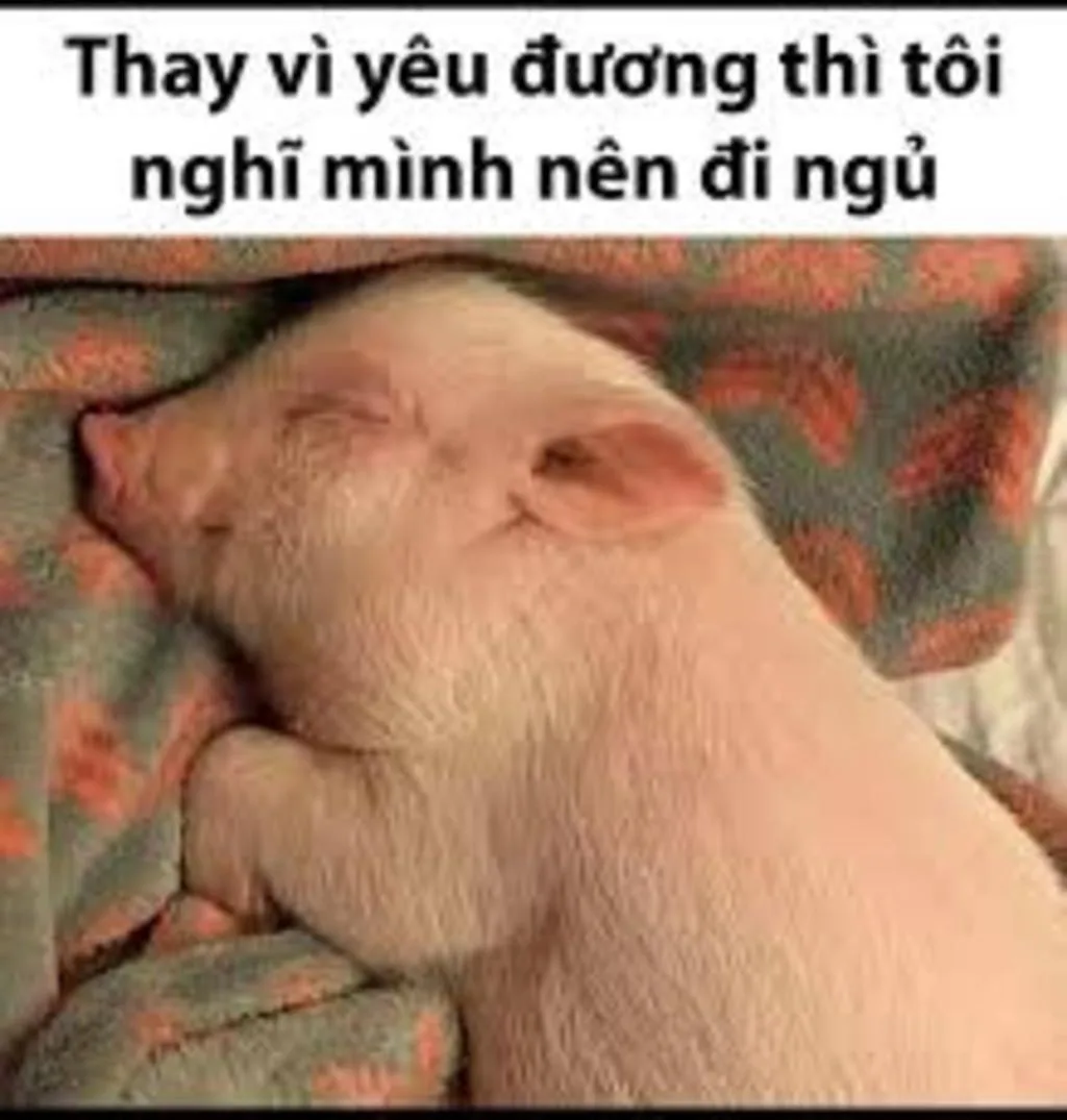 meme heo