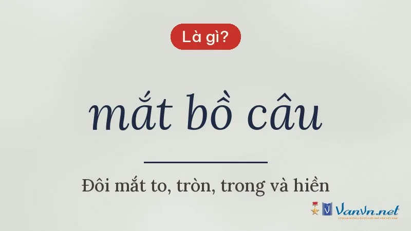 mắt bồ câu là gì