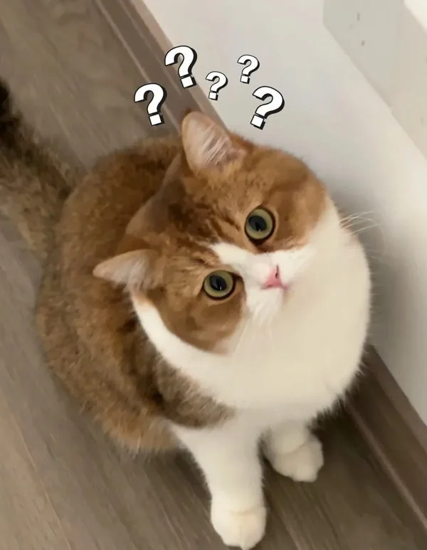 meme chấm hỏi