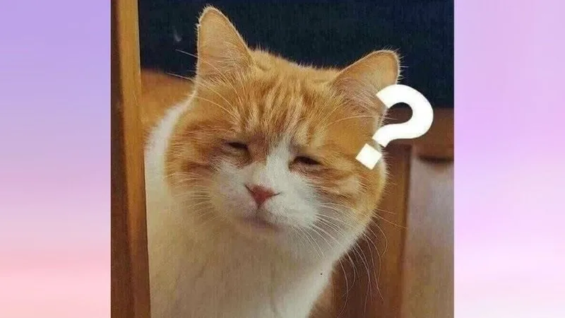 meme chấm hỏi