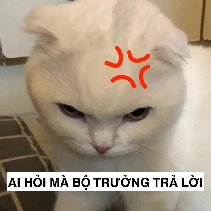 ai hỏi mà bộ trưởng trả lời meme