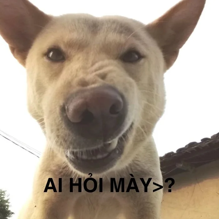 meme ai hỏi