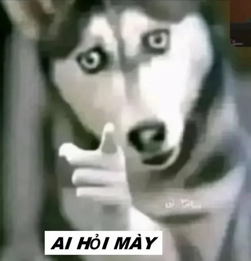 meme ai hỏi