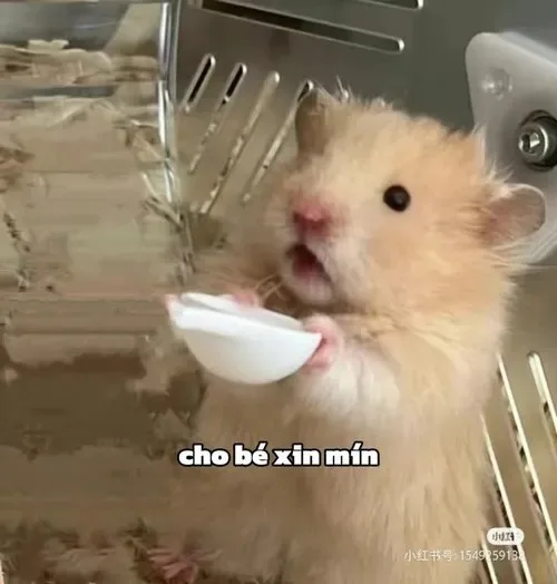 meme ăn