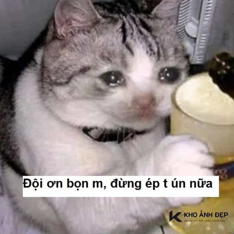 meme ăn